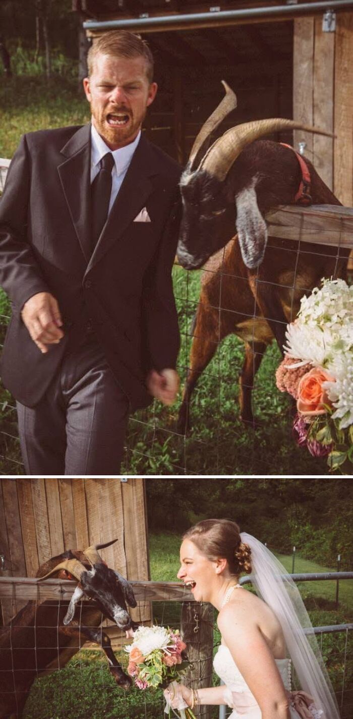 A groom reacting humorously to a goat, while the bride laughs with the goat, creating funny wedding photos.