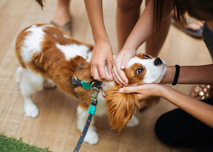A small Cavalier King Charles Spaniel dog breeds with a harness, being petted by two people, amid UK ban discussions. A small Cavalier King Charles Spaniel dog breeds with a harness, being petted by two people, amid UK ban discussions.