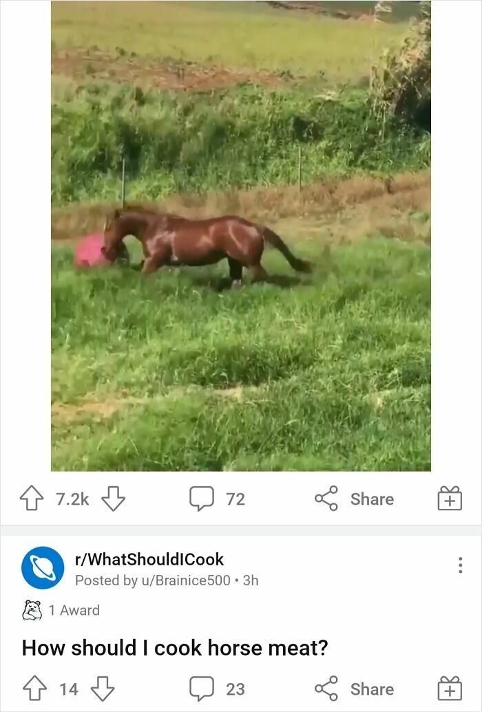 A horse video humorously placed above a discussion on how to cook horse meat, making the ads much more interesting and hilarious.