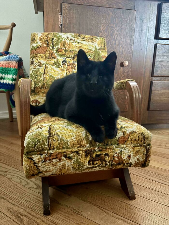 A black cat sits on a small, patterned chair, a thrift store jackpot find. It is looking directly at the camera.