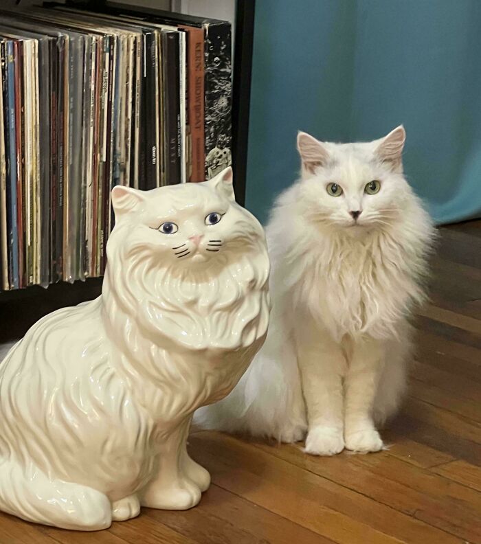 A fluffy white cat sits beside a matching white ceramic cat figurine, a charming thrift store jackpot find.