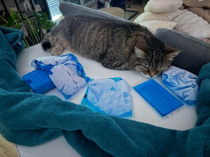 A cat lying on a table next to several ice packs and a blue towel, trying to cool down from summer melting.