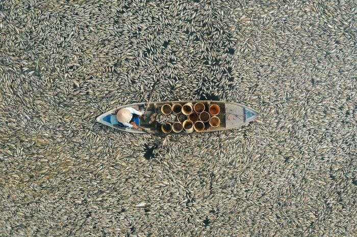 Overhead view of a person in a boat surrounded by d**d fish, showing summer ruining everything.