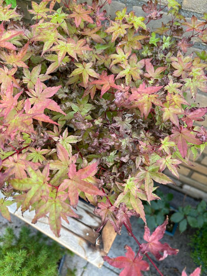 Maple leaves browning and wilting from summer heat, showing plants ruined by melting temperatures.