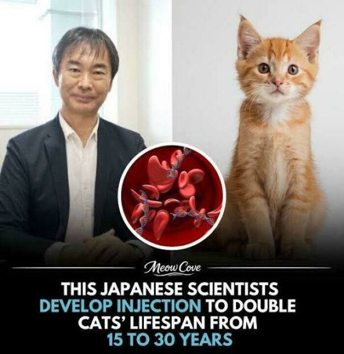 Japanese Scientists Have Developed A Revolutionary Injection That May Extend A Cat's Life From The Usual 15 Years To Nearly 30