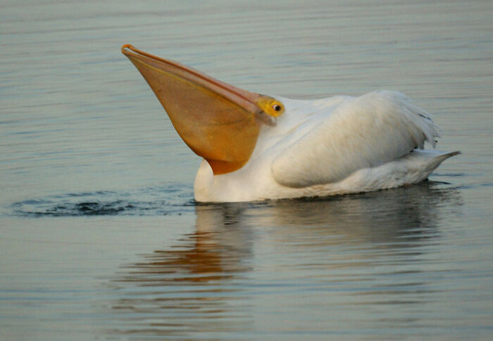 A confusing pic of a pelican with its mouth wide open on water, creating a misleading headline.