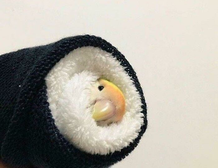 A confusing pic of a tiny parrot tucked inside a rolled-up dark sock, resembling sushi, creating misleading headlines.