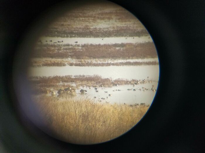 A circular view through a scope showing a body of water with various ducks and geese, creating a confusing pic of the landscape.