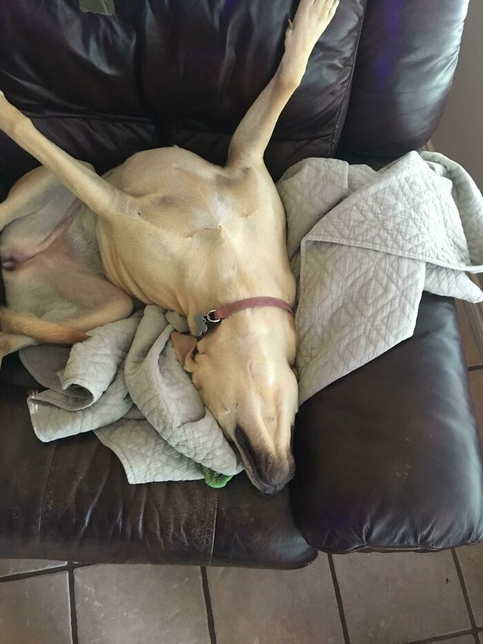 A confusing pic of a dog sleeping upside down on a brown leather couch, with its belly exposed and legs splayed, covered by a light grey blanket.