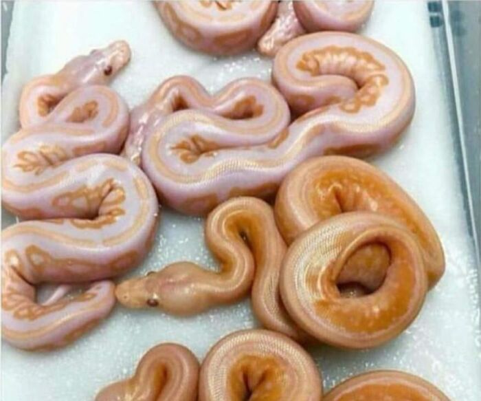 A confusing pic of a group of baby snakes, some appearing as small bread rolls, with pale pink and orange markings, creating a misleading image.