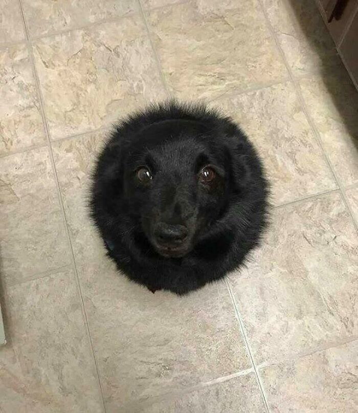 A confusing pic of a black dog seen from directly above, appearing as a perfectly circular, furry object on a tiled floor, creating a misleading image.