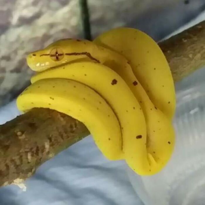 A small, bright yellow snake with black spots coiled around a branch, resembling bananas, a truly confusing pic.