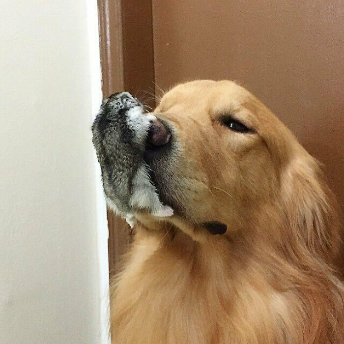 A golden retriever dog with a hamster on its nose, creating a confusing pic with a misleading perspective.