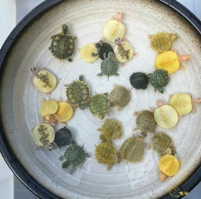 Confusing pic of many small turtles in a bowl, with misleading headlines for exhausted brains.
