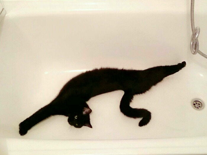 Confusing pic of a black cat stretching in a bathtub, looking like a melted brain.