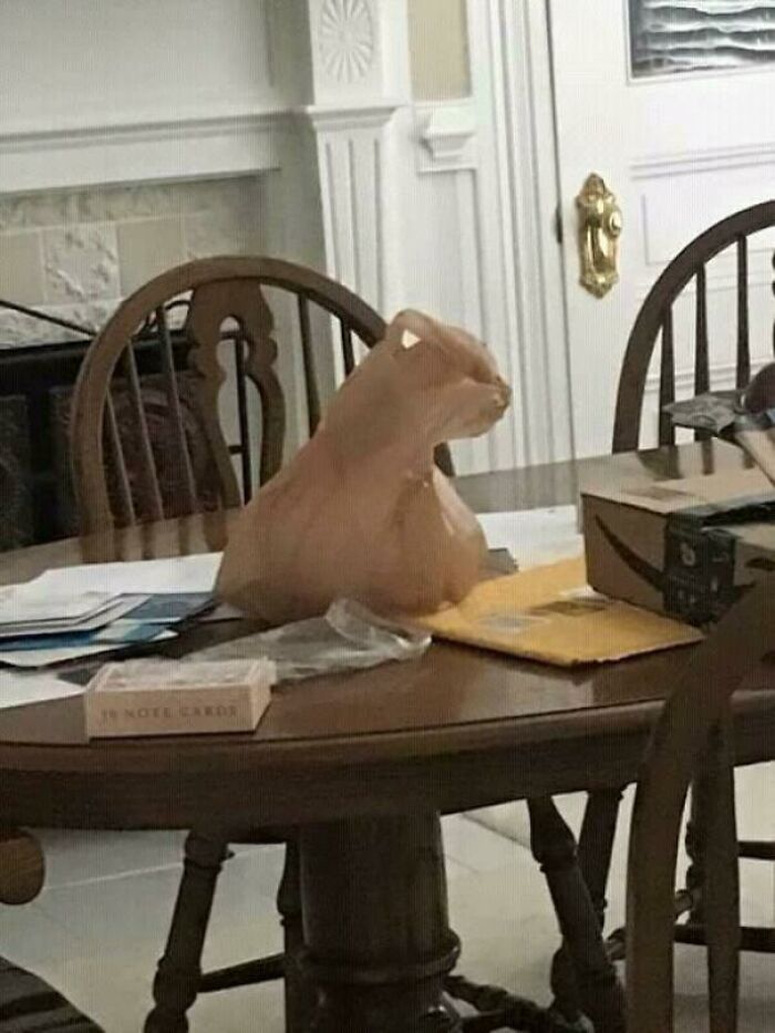 A misleading headline pic of a plastic bag on a dining table, resembling a rabbit.