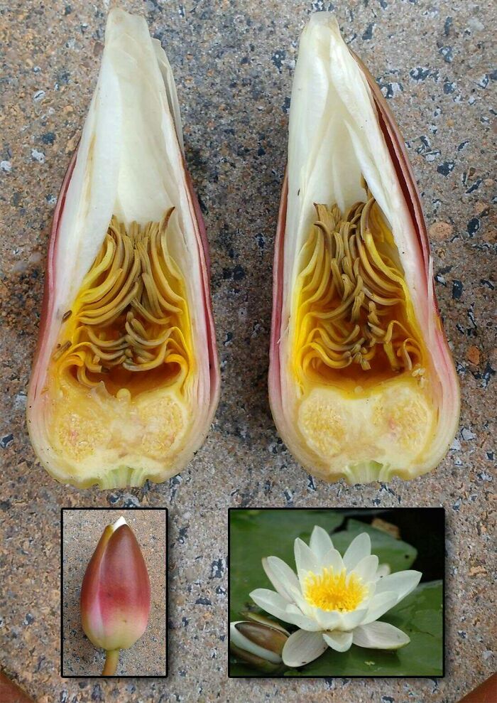 A confusing pic of a dissected flower and a full bloom, with misleading headlines.