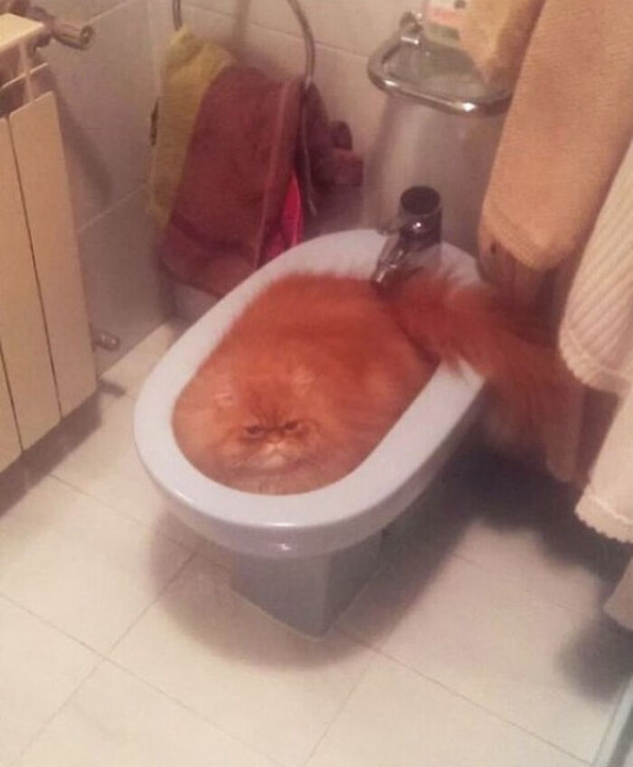 A confusing pic of a fluffy orange cat in a bidet, its tail draped over the edge.
