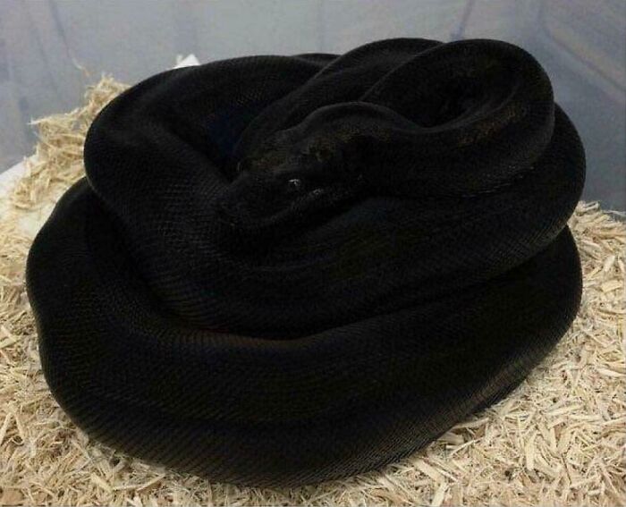 A confusing pic of a coiled black snake, almost invisible against dark wood chips.