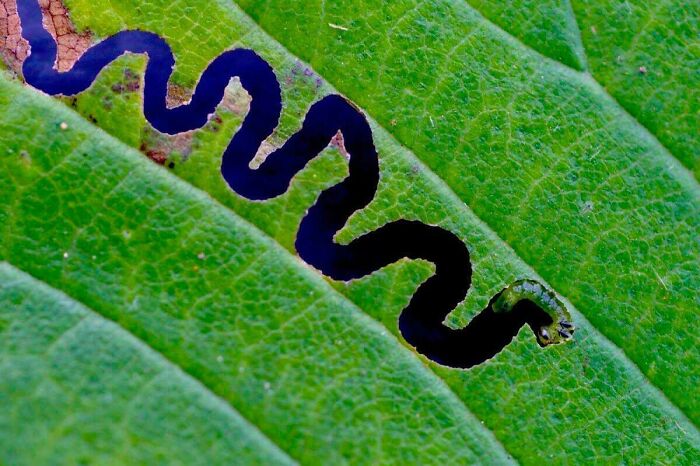 A confusing pic of a leaf miner caterpillar creating a winding, dark tunnel on a green leaf, resembling an abstract drawing.