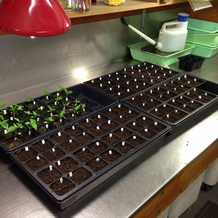 A confusing pic of seedling trays under a red grow light, with the light reflecting in a way that suggests a curious gaze.