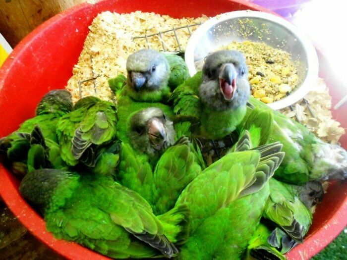 A group of green parrots in a red bin with wood shavings and a food bowl, creating a confusing pic with misleading headlines.