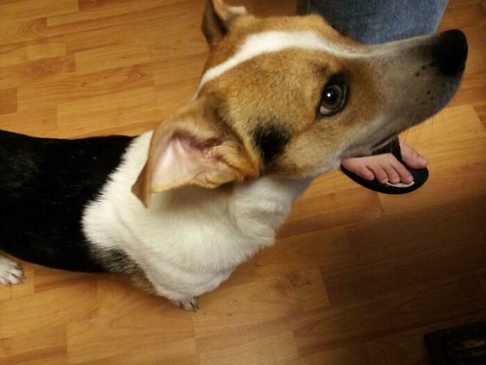 A dog's head looking up next to a person's foot, a confusing pic with a misleading headline.