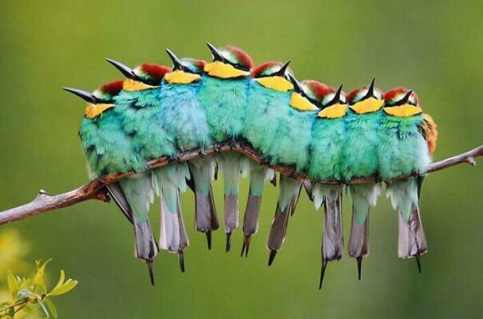 A line of colorful birds perched closely on a branch, a confusing pic with a misleading headline.