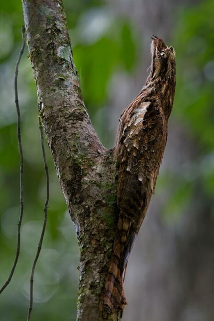A confusing pic of a bird camouflaged as a tree branch, blending perfectly with its surroundings, showing misleading headlines.