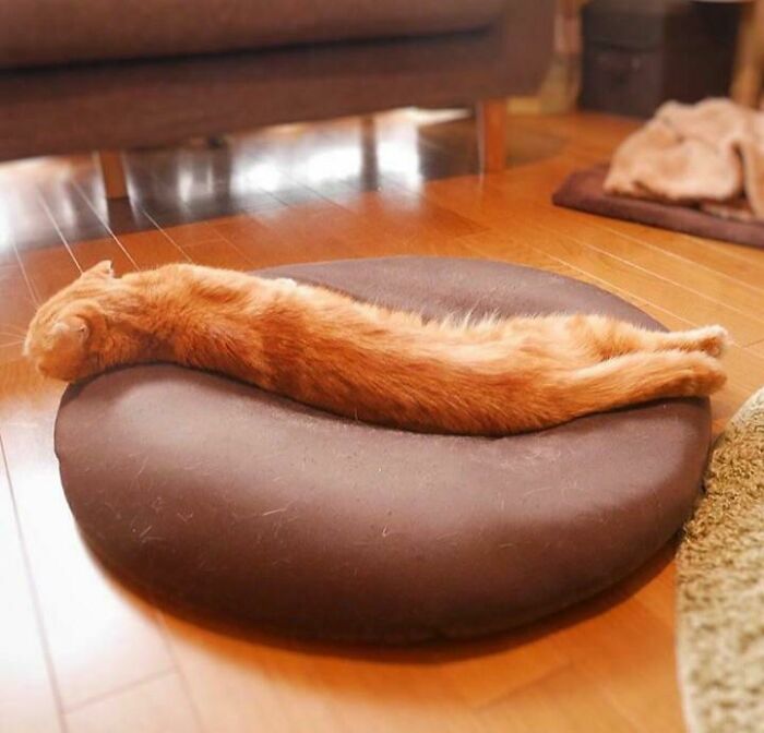 An orange cat looking like a stretched baguette on a round cushion, creating a confusing pic with misleading headlines.