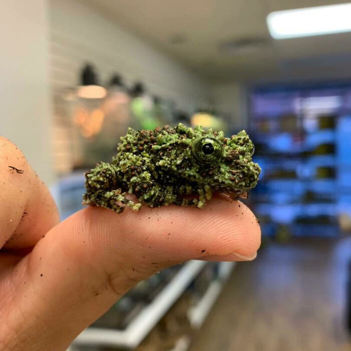 Confusing pic of a tiny green and brown mossy frog on a person's finger.
