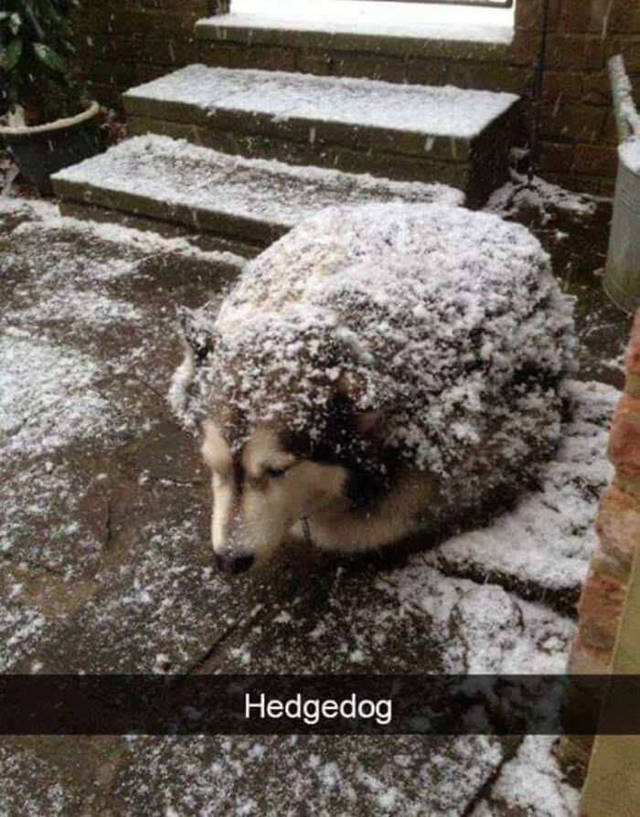 A fluffy dog covered in snow, resembling a hedgehog, an example of confusing pics and misleading headlines.