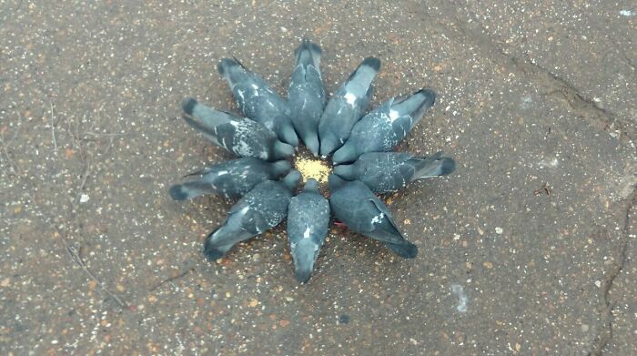 Pigeons eating food in a perfect circle, an example of confusing pics and misleading headlines.