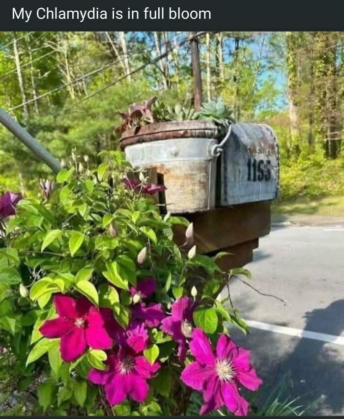 A rustic mailbox surrounded by vibrant purple flowers, showcasing dumb people and their internet posts.