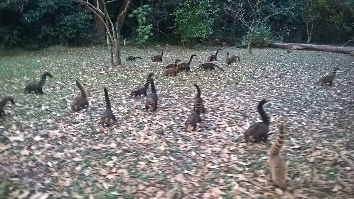 A group of coatis with long tails in a forest, an example of confusing pics and misleading headlines.