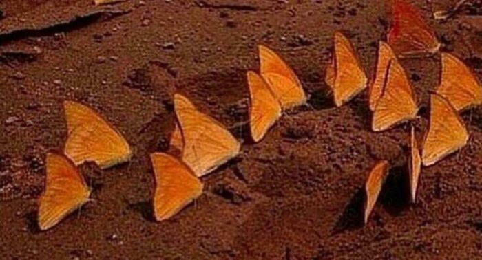 A group of orange butterflies clustered on brown earth, a confusing pic.