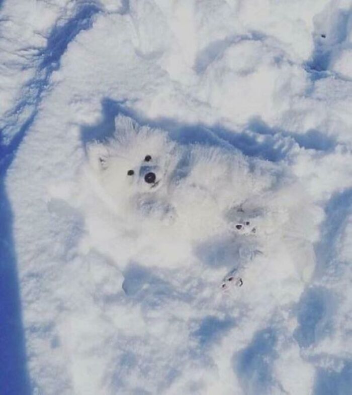 A white fluffy dog blends seamlessly into a snowy landscape, a confusing pic with misleading details.