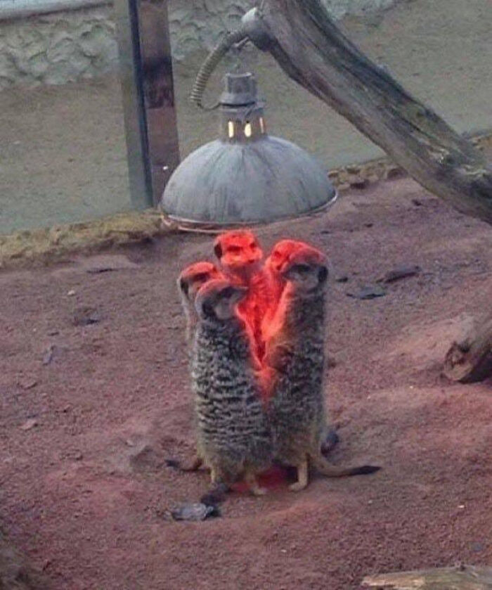 A group of meerkats huddle together under a red heat lamp creating a confusing image that may melt your brain.