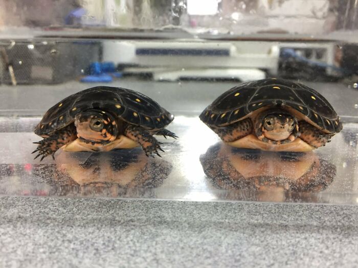Two small spotted turtles in a tank, reflecting, creating confusing pics with misleading headlines.
