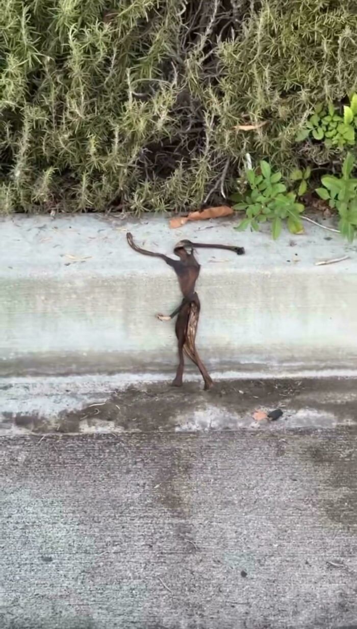 A small, humanoid-shaped piece of debris on a sidewalk, one of many confusing pics.