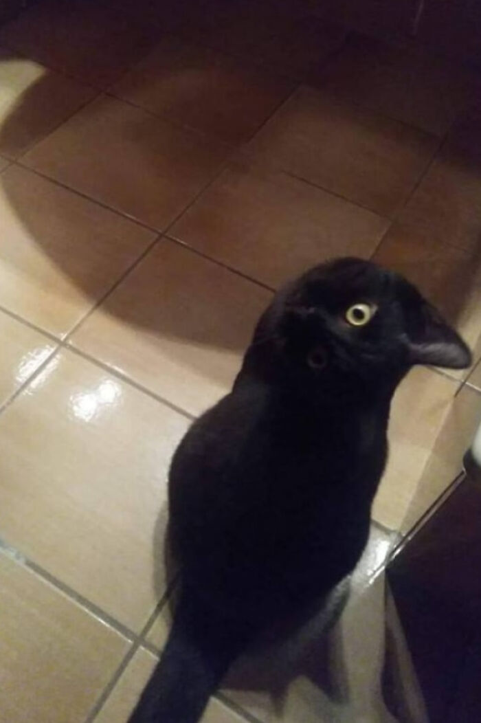 A black cat with a bird's head, an example of confusing pics with misleading headlines.