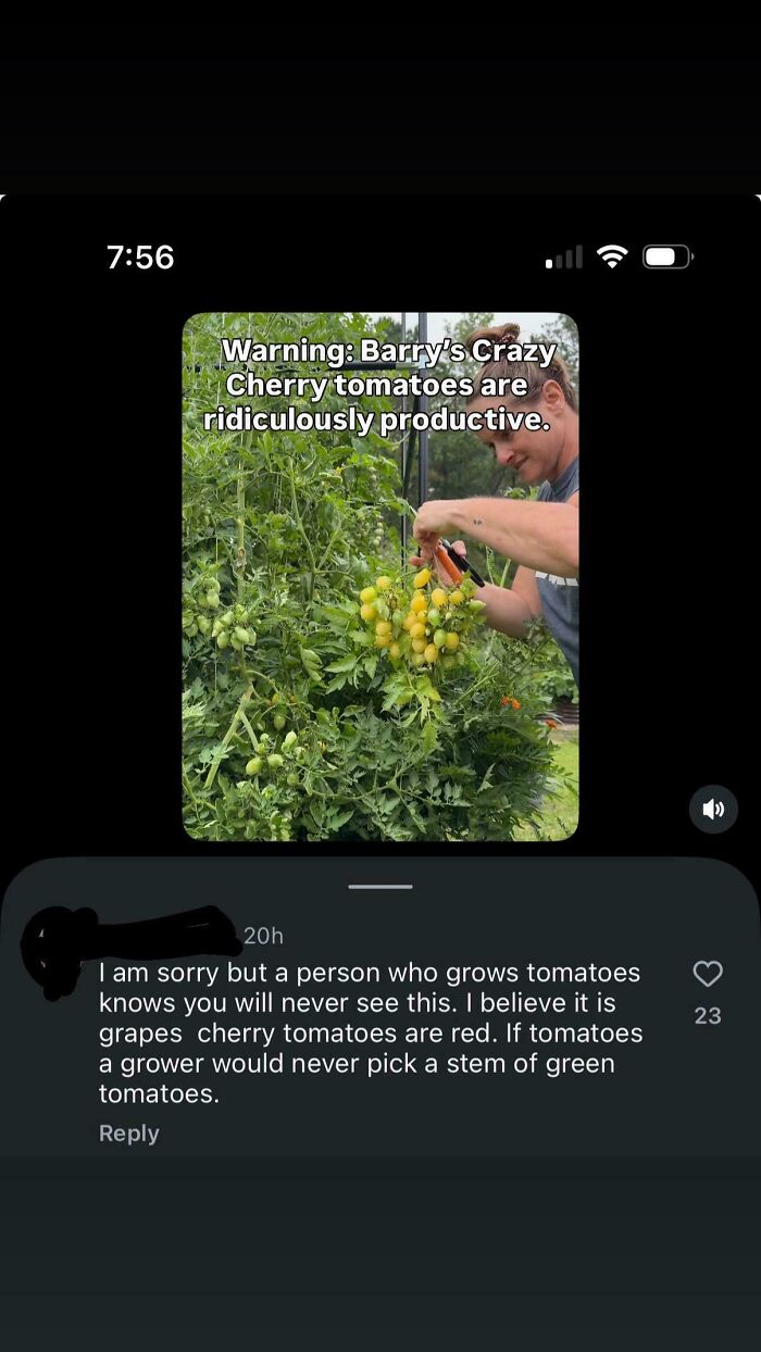 A screenshot showing an online comment questioning whether the image displays tomatoes or grapes, highlighting dumb people.