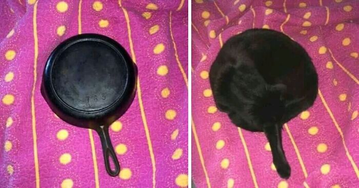 A confusing pic with two side-by-side images showing a black cast iron pan and a black cat curled up, a misleading headline.