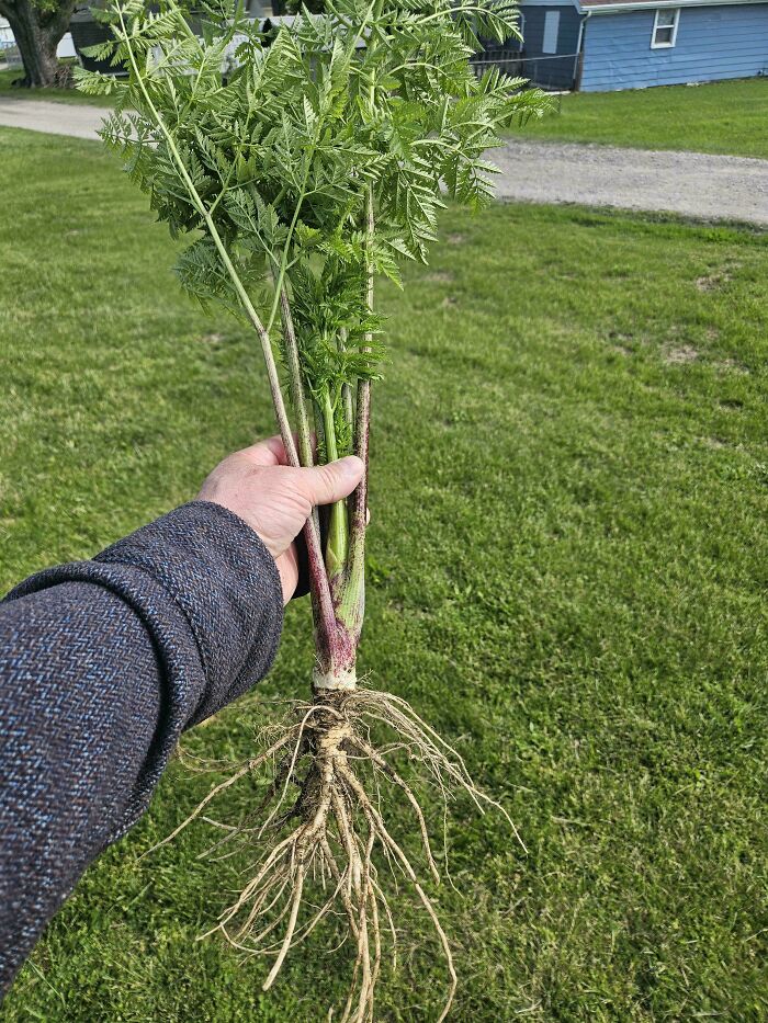 A hand holding a dangerous plant with green leaves and long roots, possibly a poisonous weed.