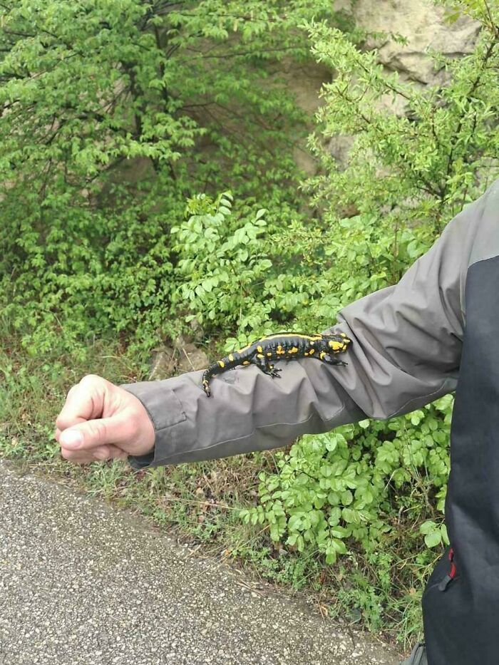 A black and yellow salamander rests on a person's arm, illustrating dangerous things people did.