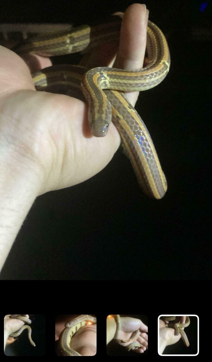 Dangerous things: A person holding a striped snake in their hand, which could be venomous or cause harm.