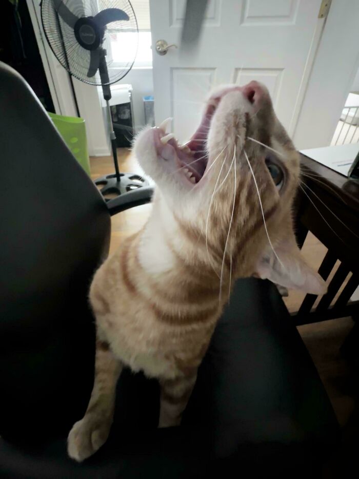 Orange tabby cat meowing with open mouth indoors