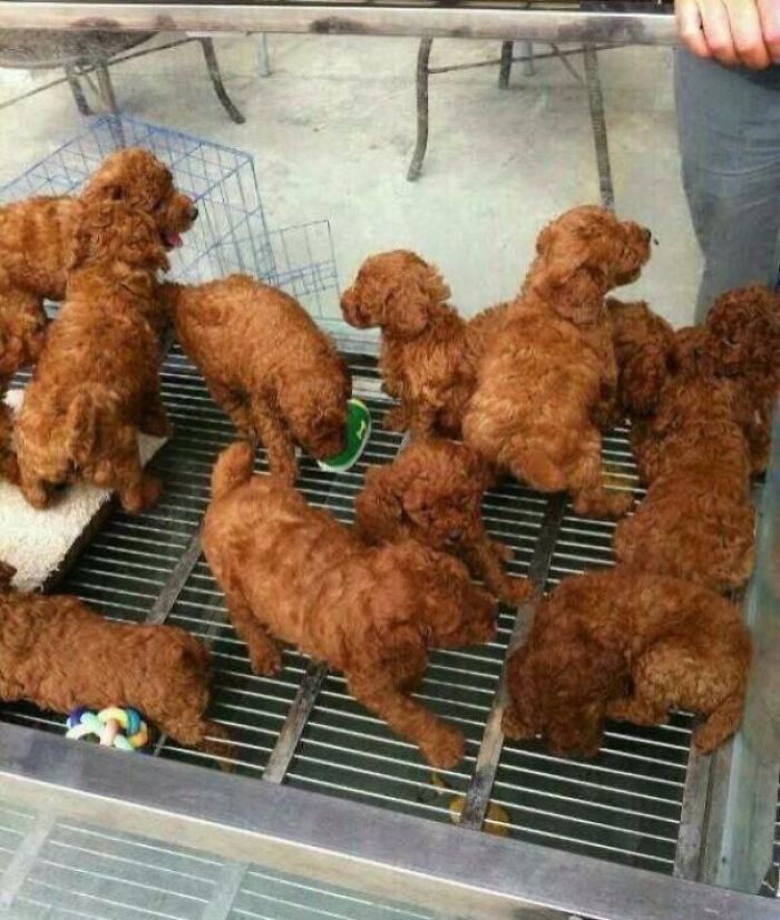 A group of brown poodle puppies on a metal grate, an example of confusing pics and misleading headlines.