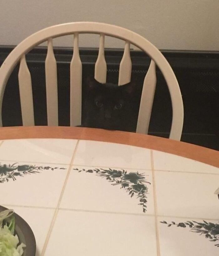Confusing pic showing a black cat hiding behind a white chair at a dining table.