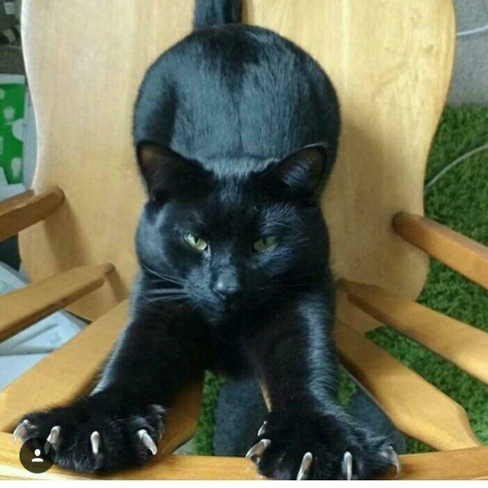 A black cat stretches forward on a wooden chair, showing off long, sharp cat claws.